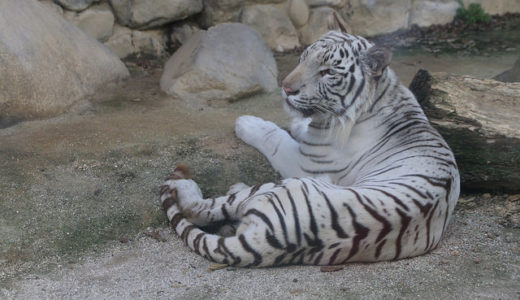 東武動物公園 動物だけでなく遊園地もあって　家族で1日楽しめる