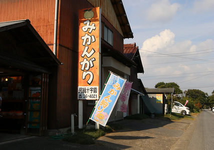 千葉へみかん狩りに行くなら”房総十字園”がオススメ！甘くて美味しいみかんが食べ放題で子供と一緒に行くのにオススメ