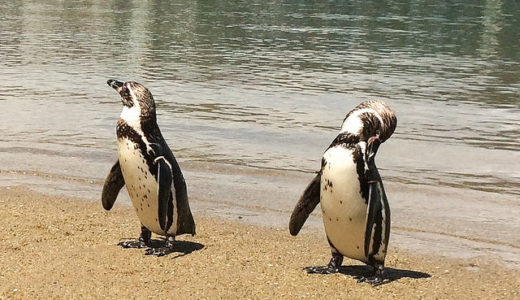 長崎ペンギン水族館　長崎市内観光途中に車でもバスでも行けてたくさんのペンギンに会える　そして間近でペンギンを見ることもできる好きな人にはたまらない水族館